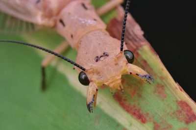 Close-up of lizard