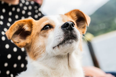 Close-up of dog looking away