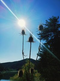 Palm trees on field against sky