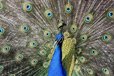 Close-up of peacock