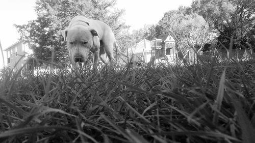 Dog on field against sky