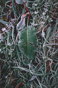 High angle view of dry leaves on field