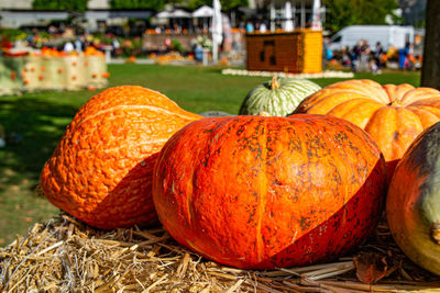 Close-up of pumpkins in market