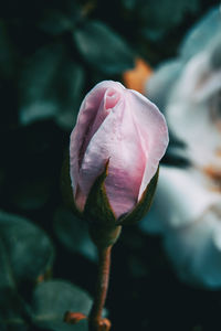 Close-up of pink rose flower