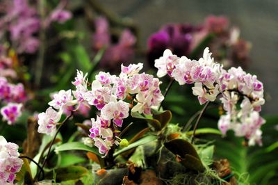 Close-up of pink flowering plants