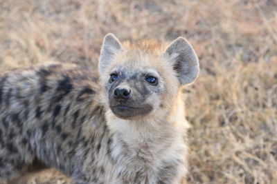 Close-up portrait of meerkat