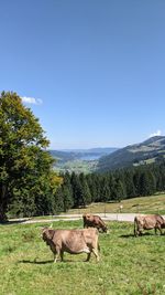 Horses in a field