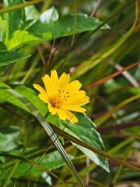 Close-up of yellow flower blooming outdoors