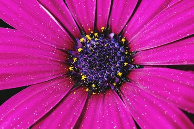 Close-up of fresh purple flower blooming outdoors