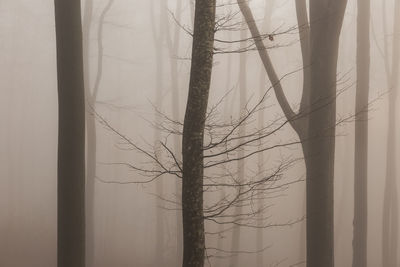 Silhouette tree trunks during foggy weather