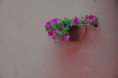 Close-up of pink flower pot on potted plant against wall