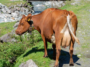 Cow standing in a field