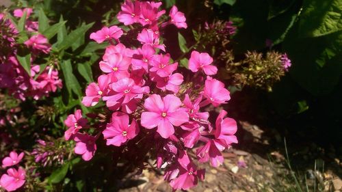 Close-up of pink flowers blooming outdoors