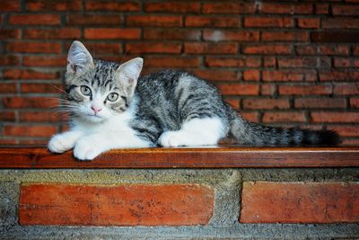 Portrait of a cat on wall