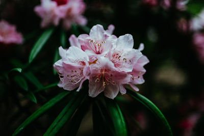 Close-up of pink flowering plant