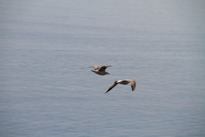 Seagulls flying over lake