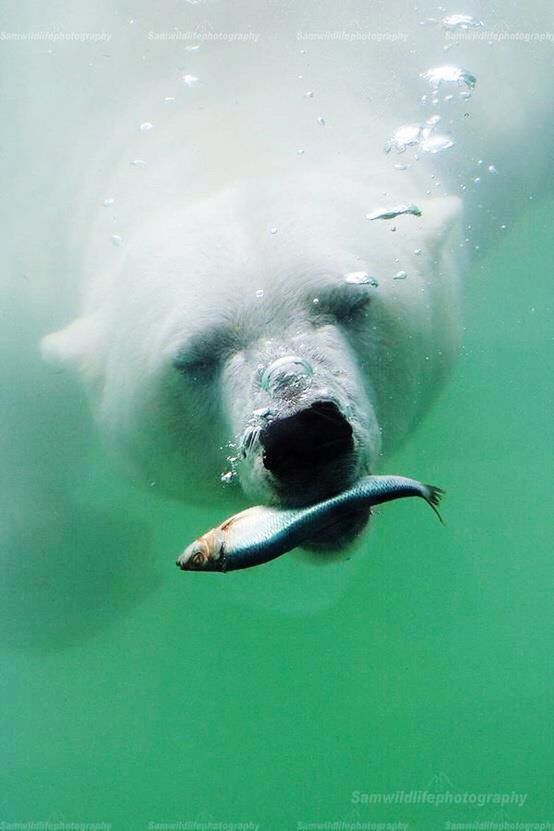 water, animal themes, one animal, swimming, underwater, blue, animals in the wild, sea, sea life, wildlife, fish, undersea, motion, nature, high angle view, close-up, waterfront, no people, day, aquatic mammal