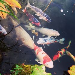 View of koi carps swimming in pond