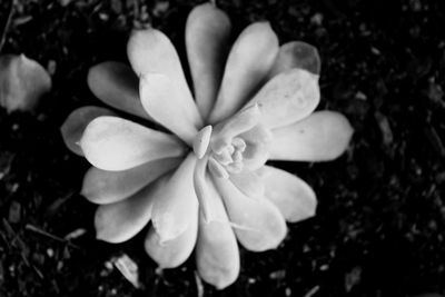 Close-up of frangipani