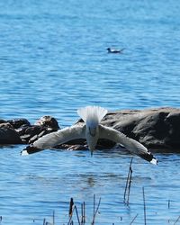 Swan swimming in lake