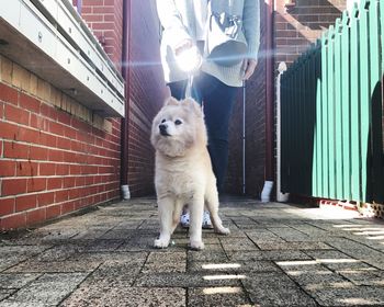 Dog walking in front of building