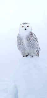 Close-up of bird perching on snow