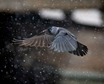 Close-up of bird flying over water