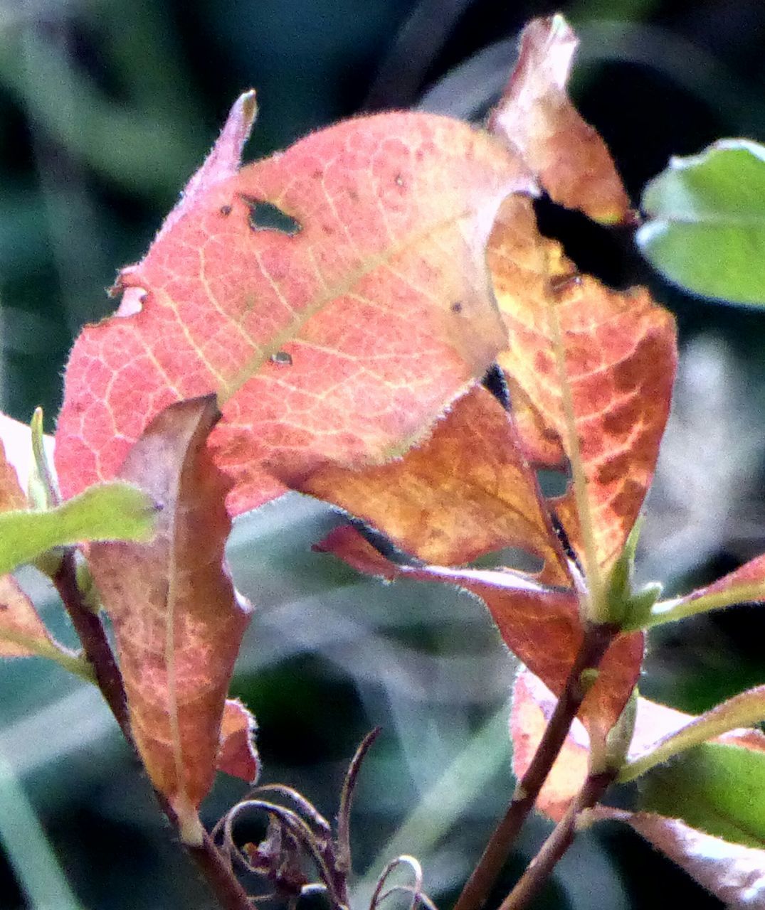 CLOSE-UP OF AUTUMNAL LEAVES ON BRANCH