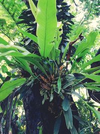 Close-up of fresh green plant