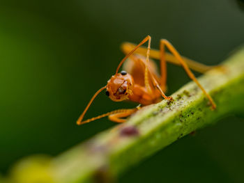 Close-up of ant on stem