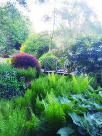 Plants growing on tree