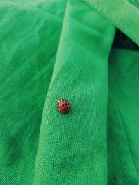 High angle view of ladybug on leaf