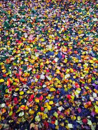 Full frame shot of multi colored leaves