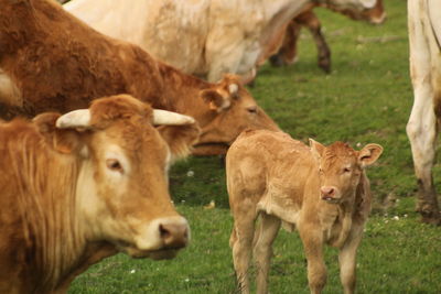 Cows on field