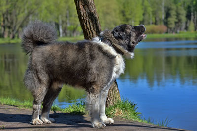 Close-up of a dog on the lake