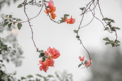 Low angle view of cherry blossom tree