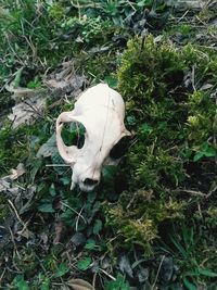 Close-up of animal skull on field