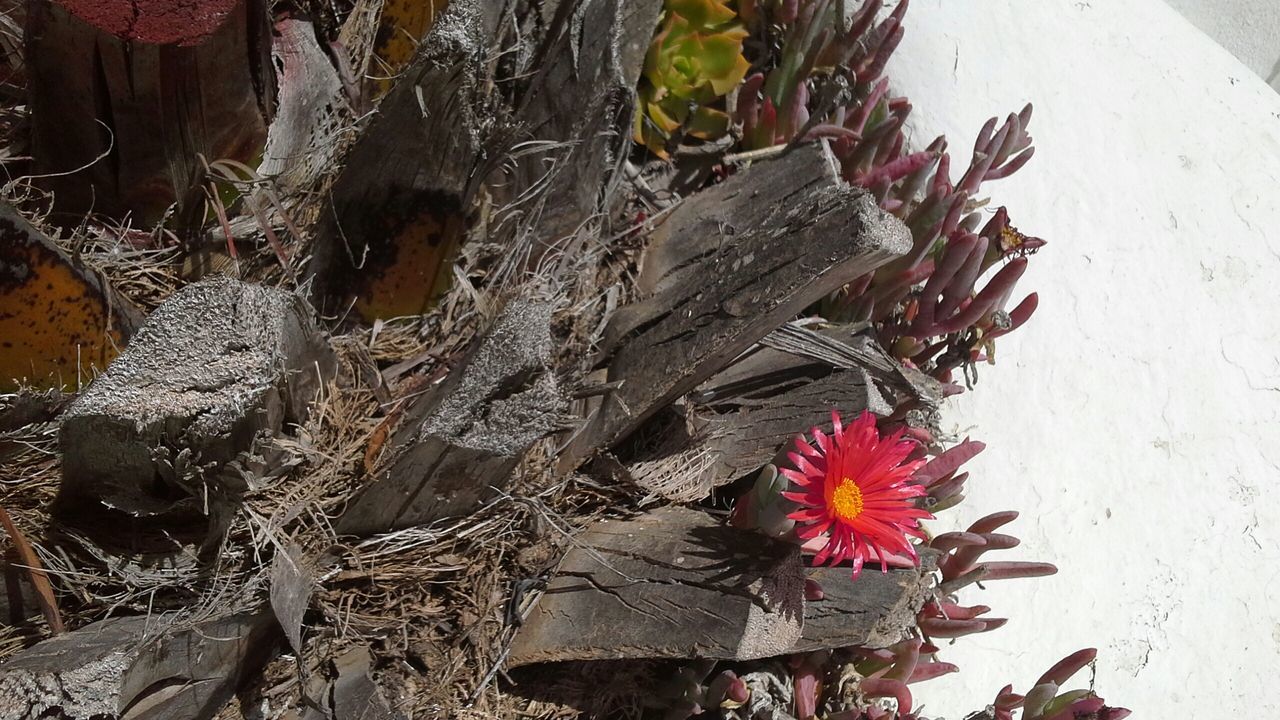 flower, growth, petal, plant, red, fragility, close-up, nature, freshness, leaf, high angle view, day, beauty in nature, outdoors, wall - building feature, flower head, no people, sunlight, blooming, stem