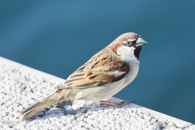Sparrow at park