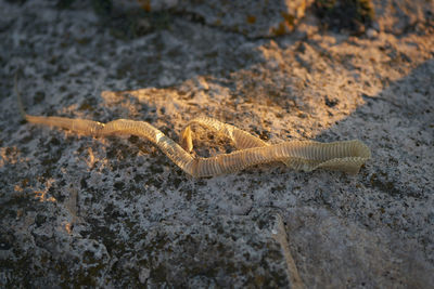 High angle view of lizard on rock