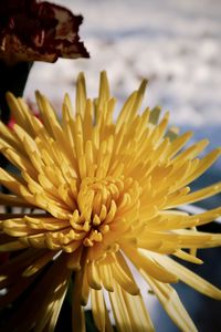 Close-up of yellow flower