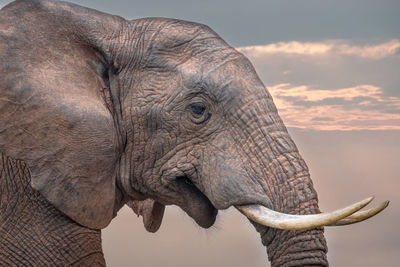 Close-up of elephant