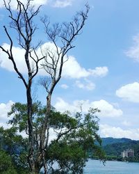 Bare trees against cloudy sky