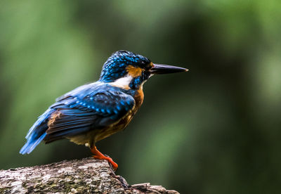 Close-up of a bird perching on rock