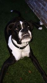 Dog standing on grass