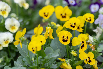 Close-up of yellow flowering plants