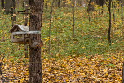 Fallen leaves on field against trees in forest