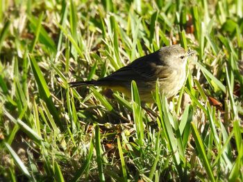 Close-up of bird perching on grass