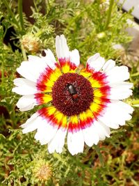 Close-up of white flower blooming outdoors