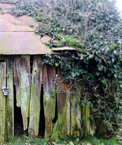 Ivy hanging on wall